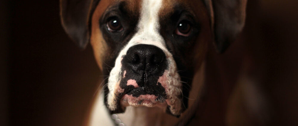 Dog | Emergency Pet Care at Colonial Park Veterinary Hospital