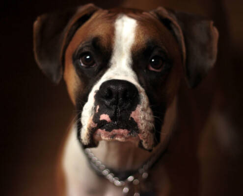 Dog | Emergency Pet Care at Colonial Park Veterinary Hospital