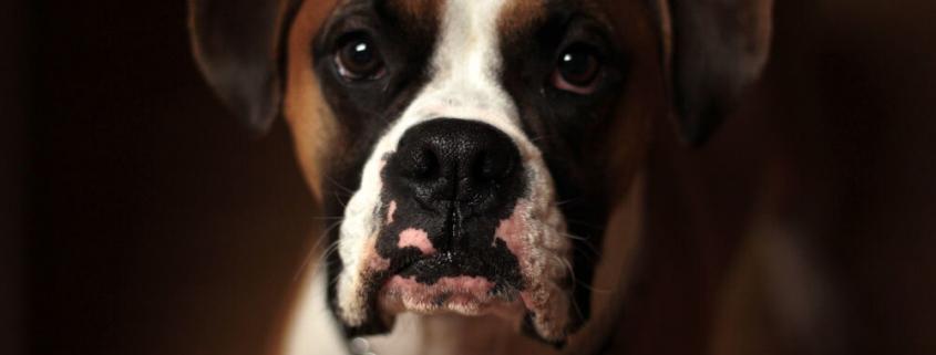 Dog | Emergency Pet Care at Colonial Park Veterinary Hospital