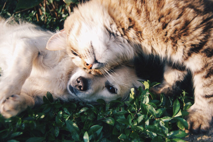 Adorable Cat and Dog published by the Best Veterinary Hospital in Wichita Falls TX - Colonial Park