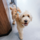 A happy dog at Colonial Park Veterinary Hospital