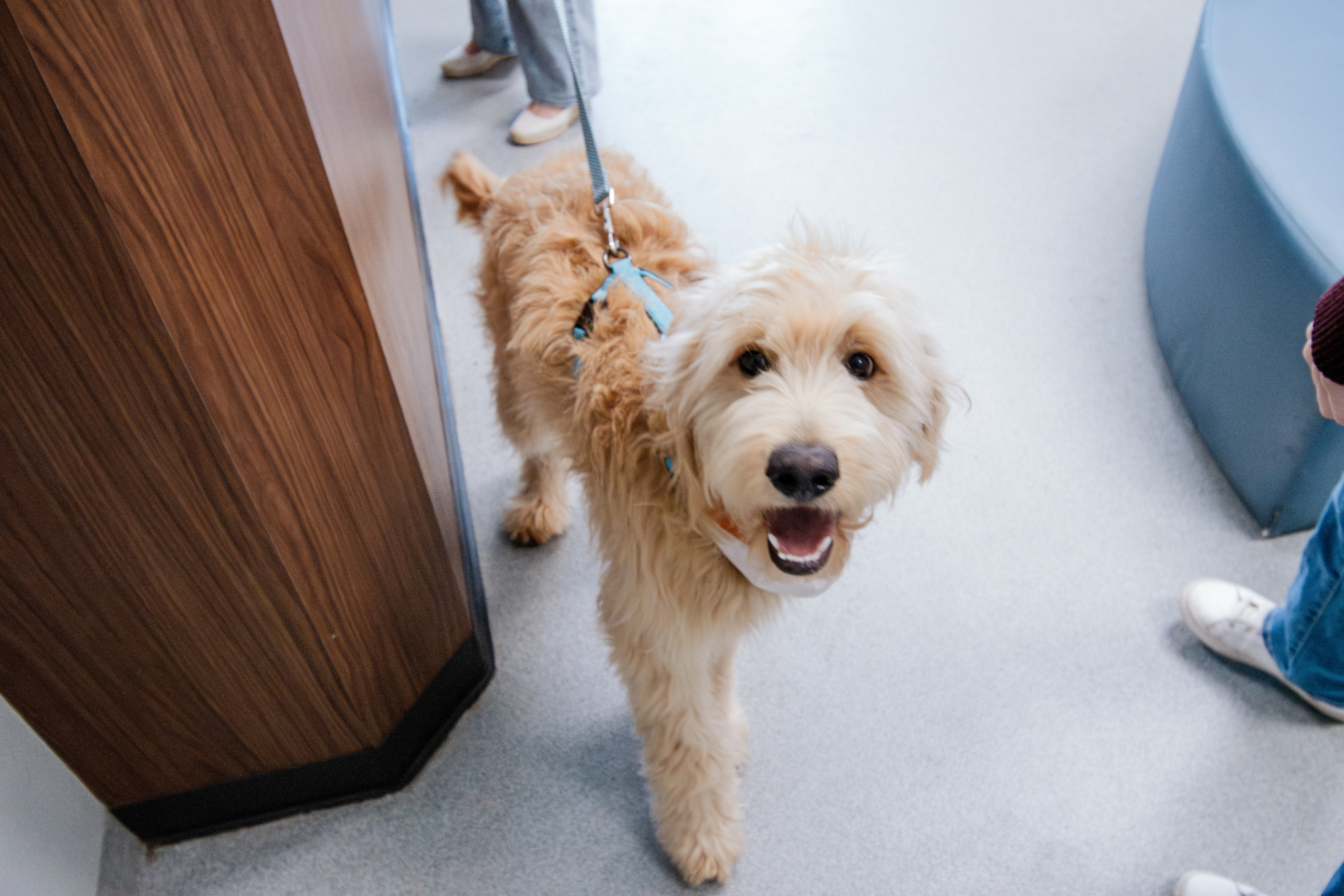 A happy dog at Colonial Park Veterinary Hospital