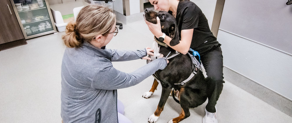 Two veterinarians caring for a dog at Colonial Park Veterinary Hospital