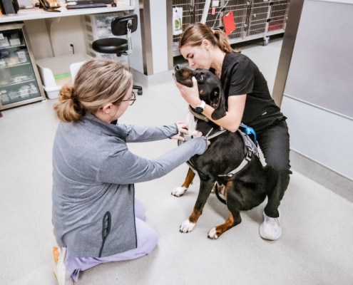 Two veterinarians caring for a dog at Colonial Park Veterinary Hospital