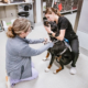 Two veterinarians caring for a dog at Colonial Park Veterinary Hospital
