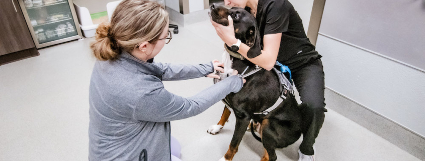 Two veterinarians caring for a dog at Colonial Park Veterinary Hospital