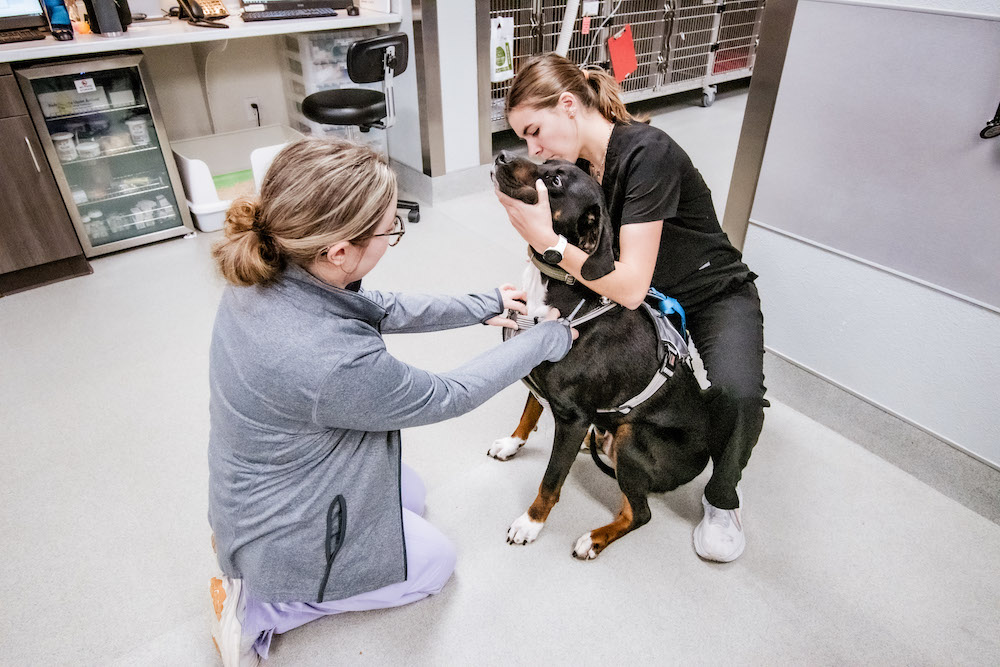 Two veterinarians caring for a dog at Colonial Park Veterinary Hospital